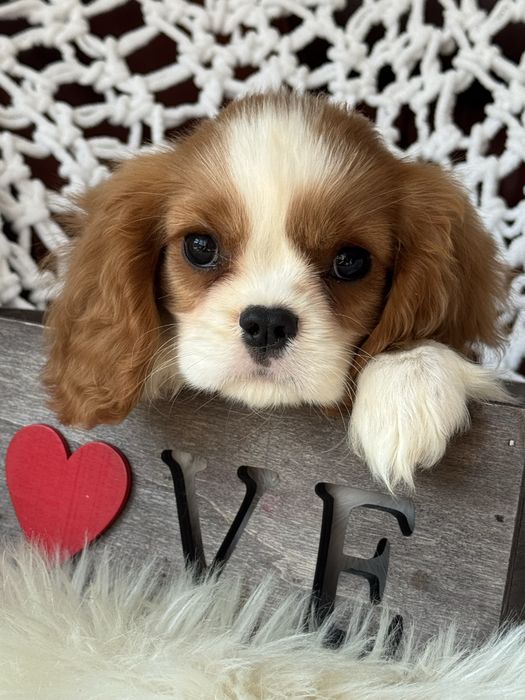 Sunia blenheim - Cavalier King Charles Spaniel