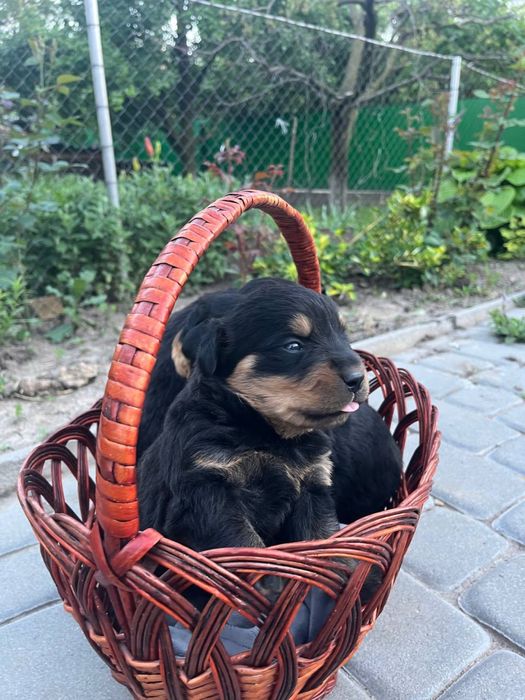 Цуценята ротвейлер