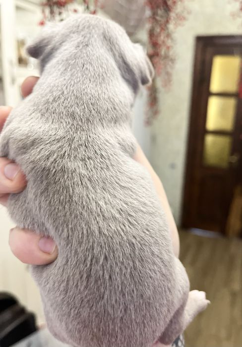 Ліловий міні хлопчик чіх тайська лінія