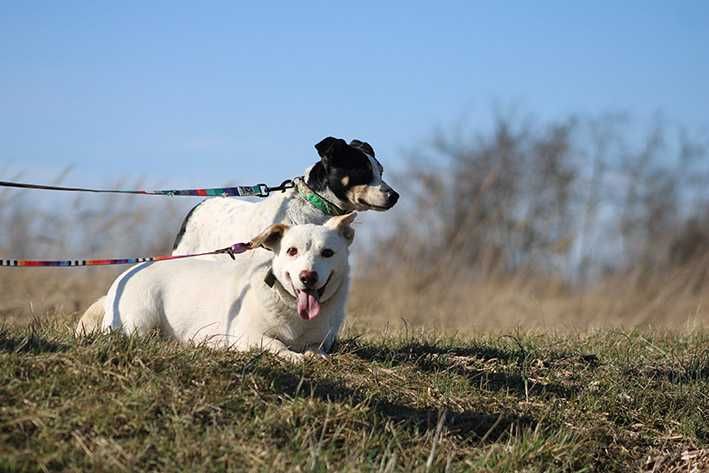 BRICO pies adopcja schronisko lękliwy