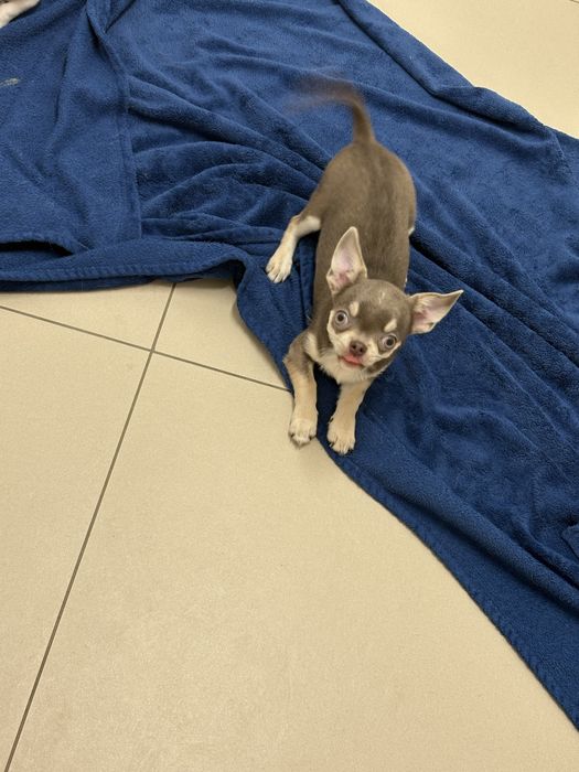 Chłopczyk chihuahua FCI