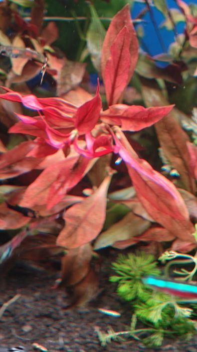 Ludwigia repenes rubin