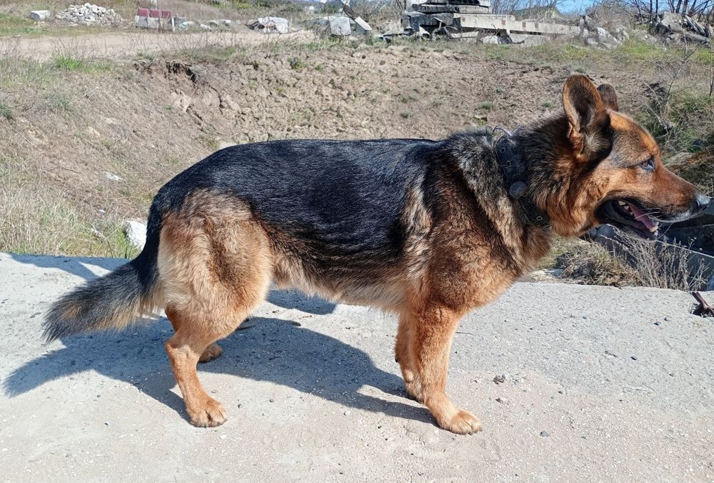 Німецькі вівчарки