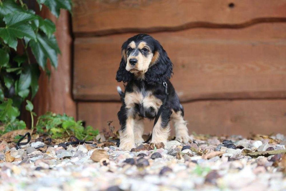 Cocker Spaniel szczeniak