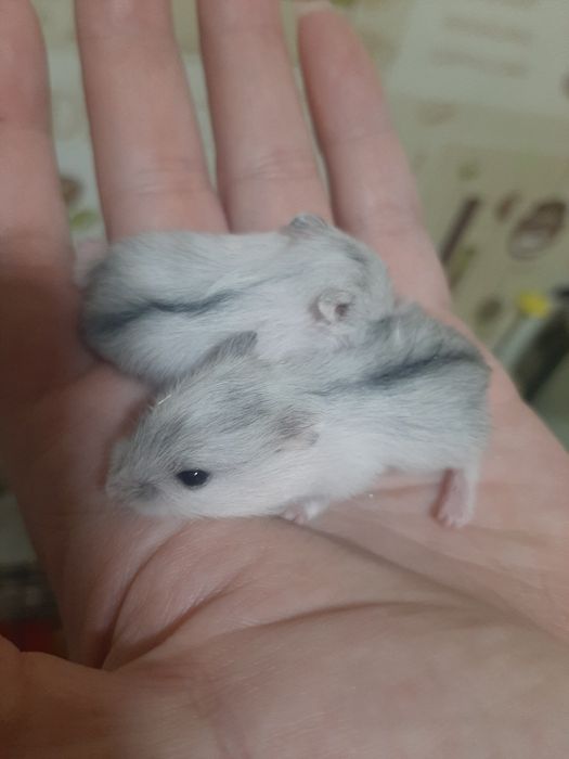 Хом'ячки джунгарики