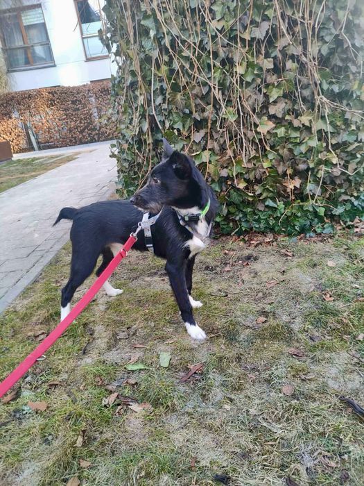 Piesek Kenzo szuka domku