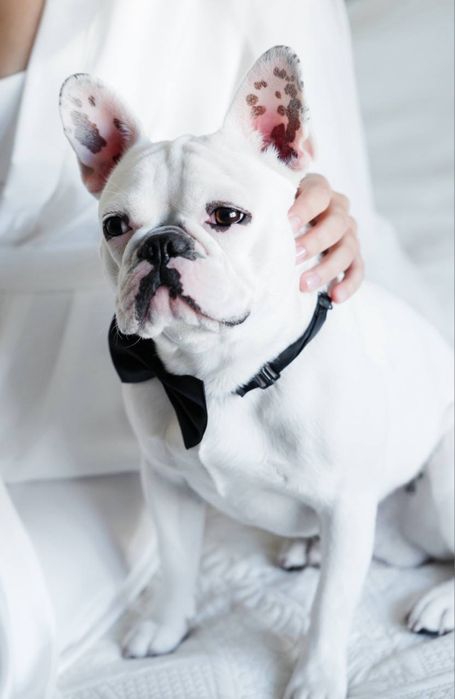 Хлопчик француз 1.5 року , хоче на побачення з дівчинкою