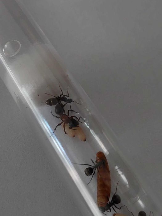 BESTSELLER! Królowa Formica Sanguinea + potomstwo