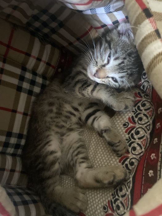 Шотланский веслоухий котик 2 месяца