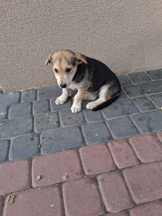 Oddam za darmo pieska