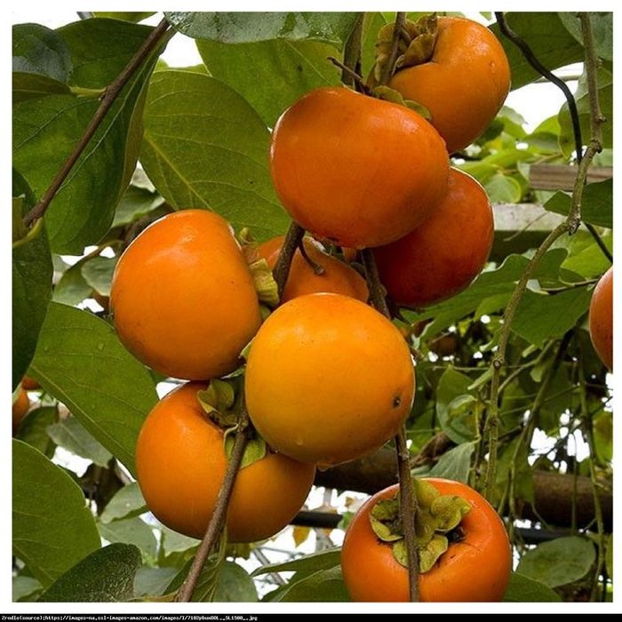 Hurma wschodnia Diospyros kaki