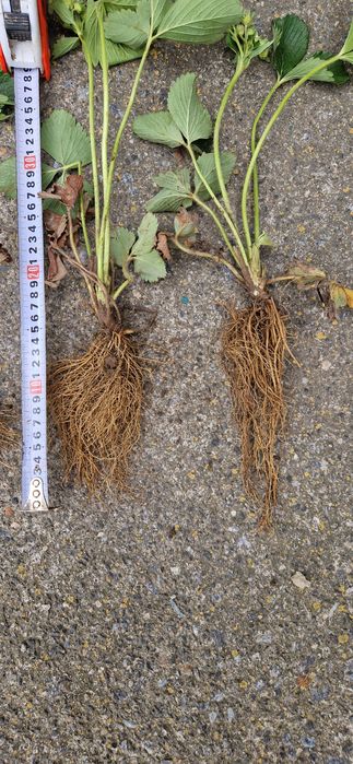 Продам саджанці полуниці(клубними, суниці)