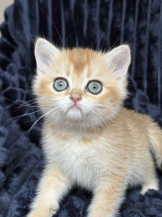 Chłopczyk brytyjski