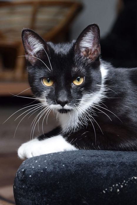 Kilkumiesięczne koty - adopcja na terenie całej Polski