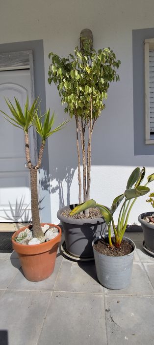 Conjunto de 3 plantas