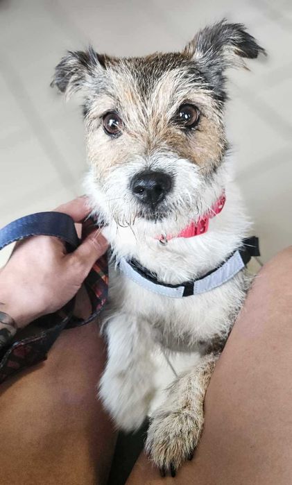 Daisy czeka na swój dom