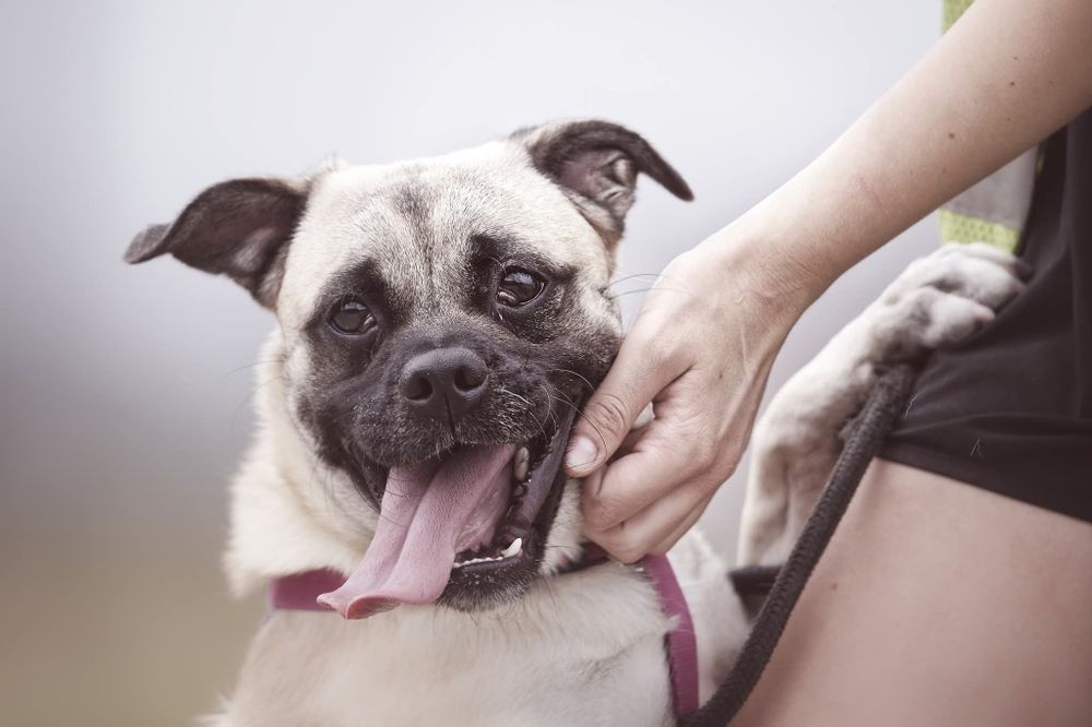 Zack, pseudo mopsik czeka na dom