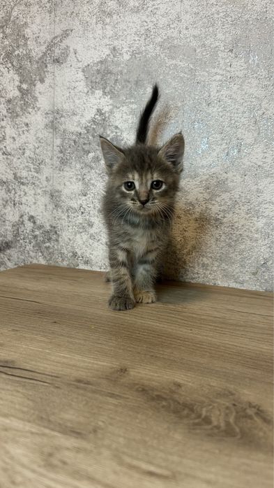 Отдам котят в хорошие руки