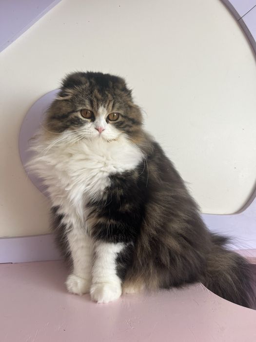 Haighland fold femea