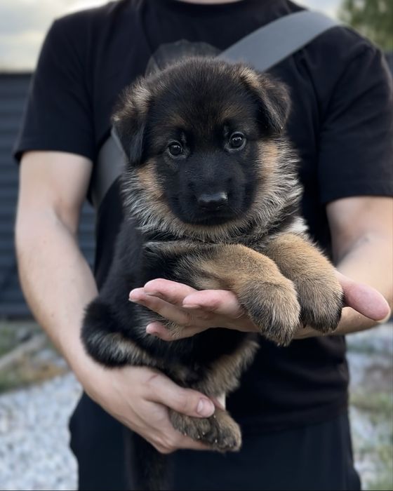 вязка; HD-A/A, ED-0/0; чепрачний кобель Німецька Вівчарка, КСУ/FCI