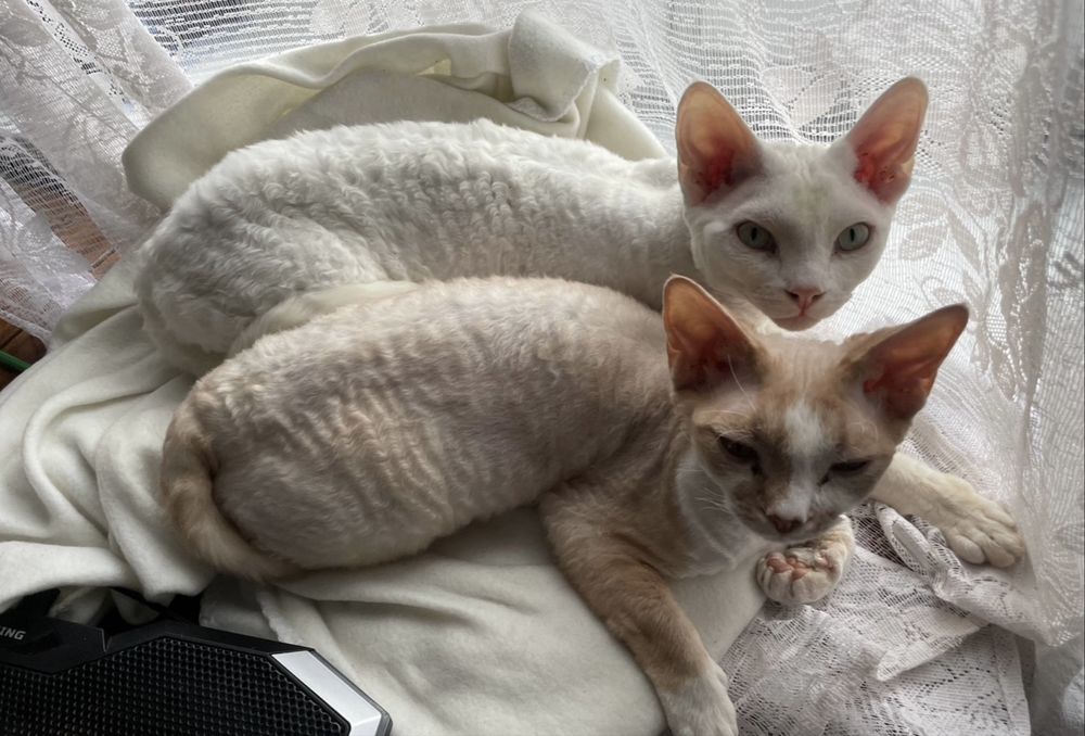 Коты девон рекс