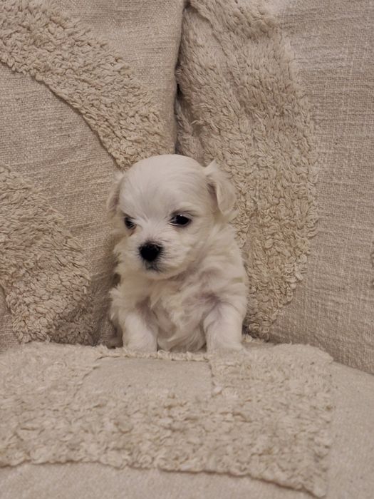 ***REZERWACJA*** Szczeniak Maltańczyk urodzony 14.01.2026