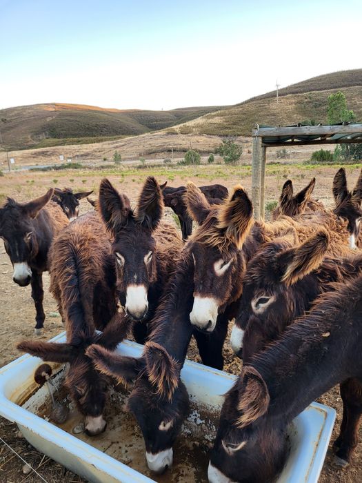 Burros Mirandeses Puros