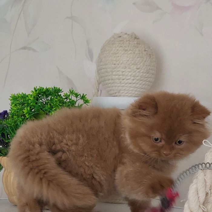 Циннамоновый мальчик