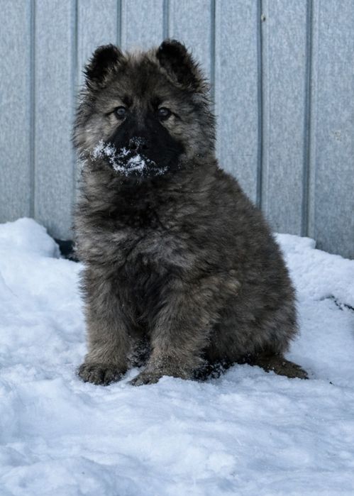 Owczarek staroniemiecki