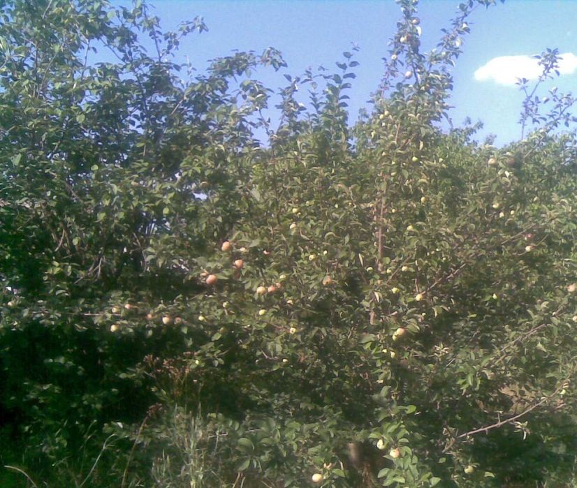 Продам капітальну дачу зимового типу.