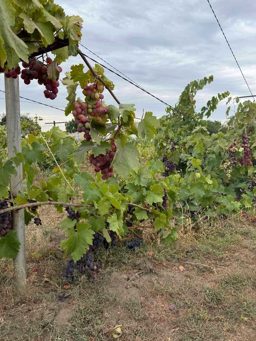 Продам капітальний будинок від власника