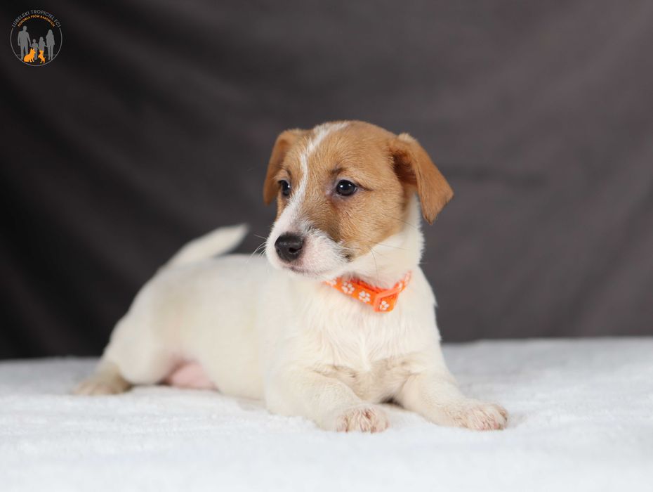 Jack Russell Terrier ZKwP FCI piękny piesek