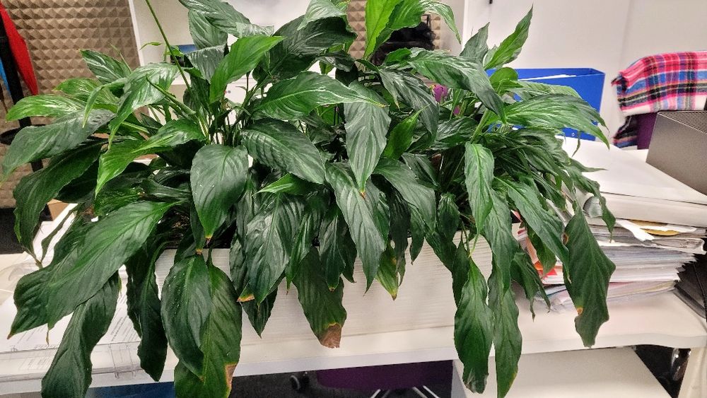 спатифілум в кашпо