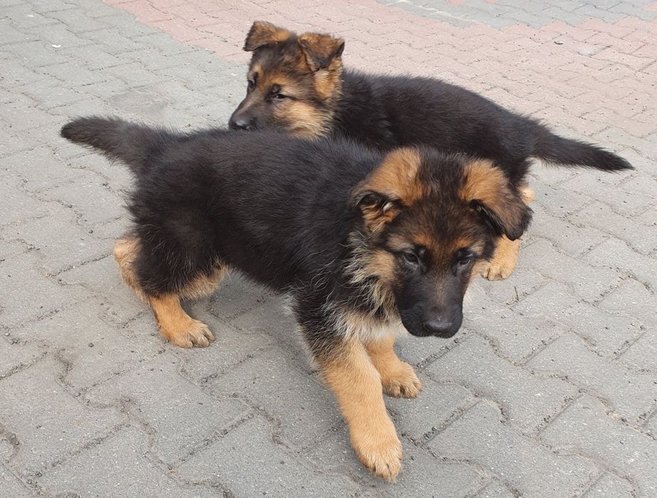 Owczarek Niemiecki Krótkowłosy