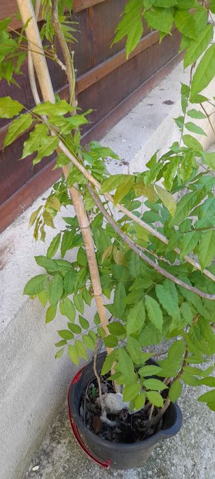 Trepadeira de glicinias de cor lilás.