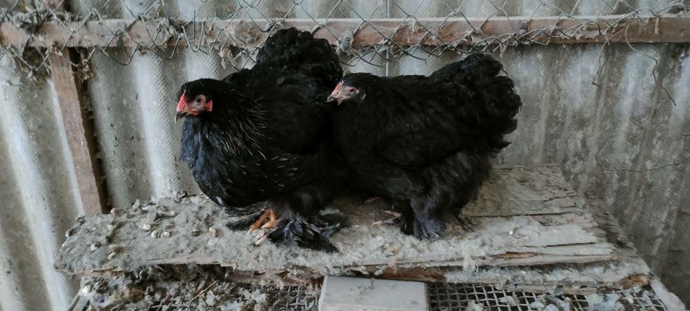 Sprzedam kury i koguty