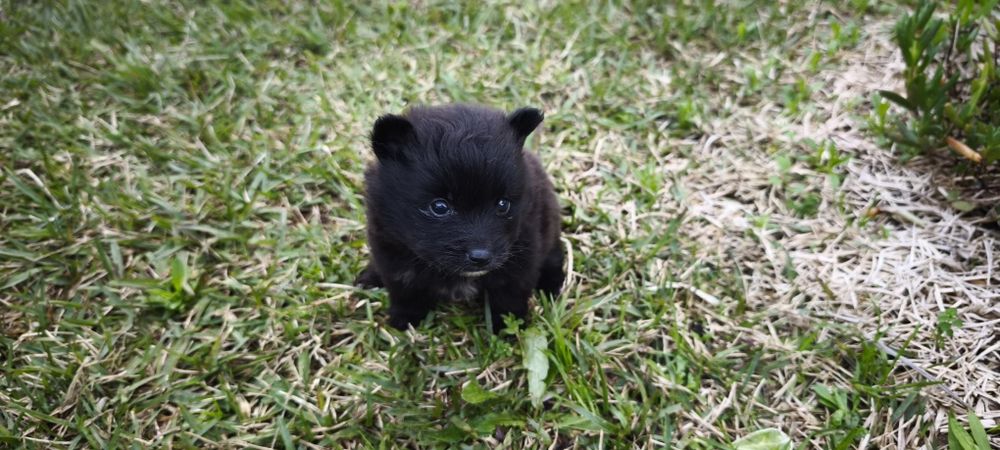 Spitz alemão anão fêmea Lulu da Pomerânia criado em ambiente familiar