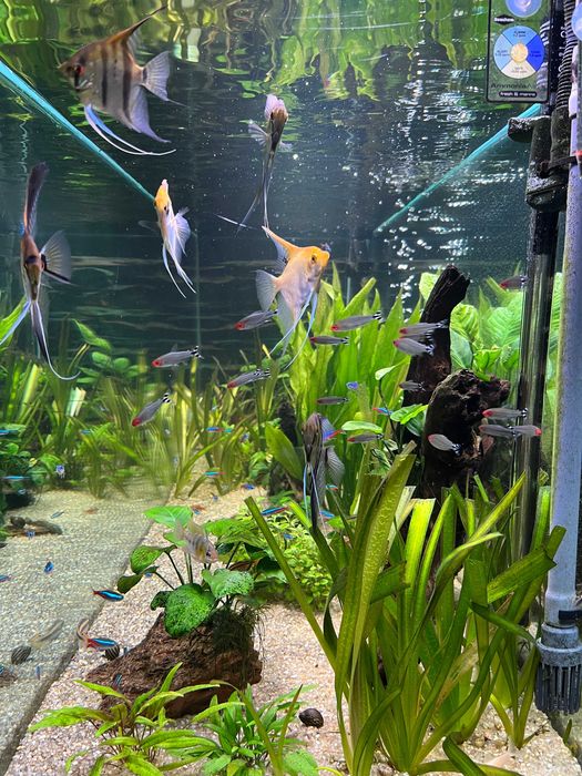 Aquario 540 litros
