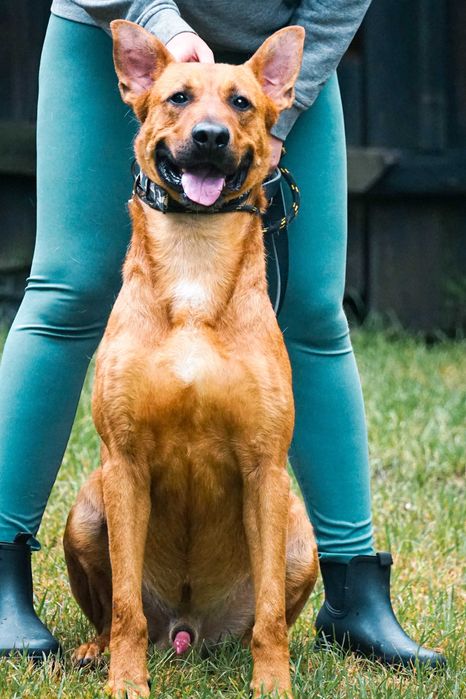 CYGAN - wesoły, młody , duży pies