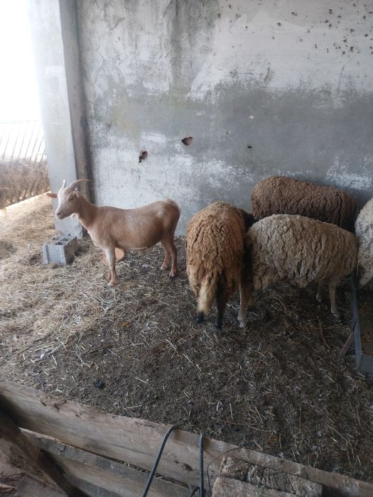 Ovelhas e carneiro e cabras