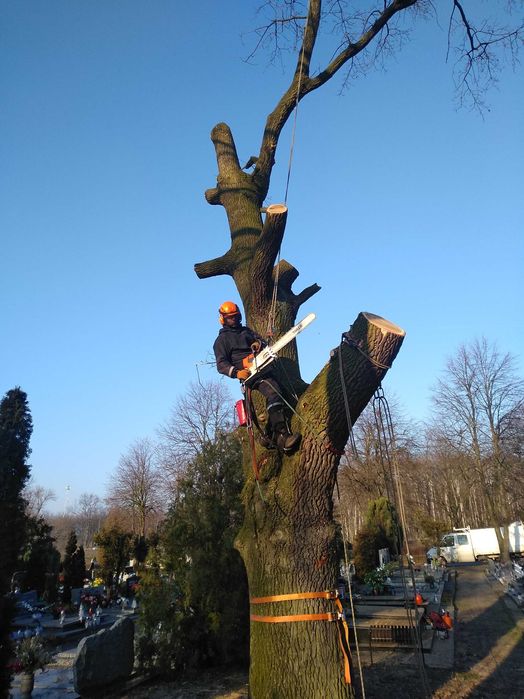 Wycinki  pielegnacje drzew rębak karczowanie wywóz gałęzi pilarz drwal