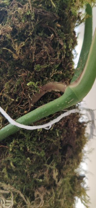 Palik z mchu naturalnego 60 cm