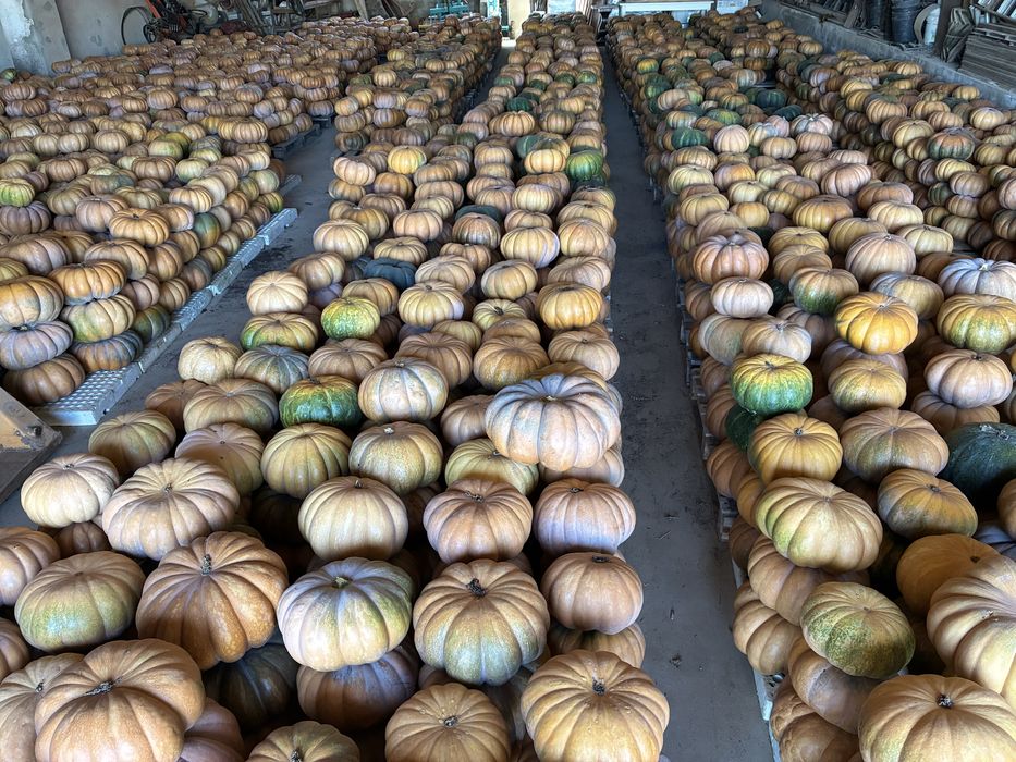 Abóboras  variedade musquee