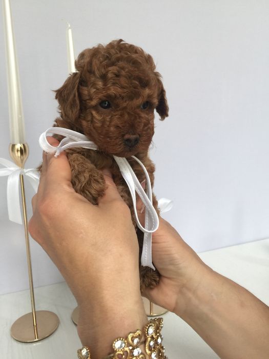 VIP Той-Пудель — Маленькі щастячка готові до переїзду