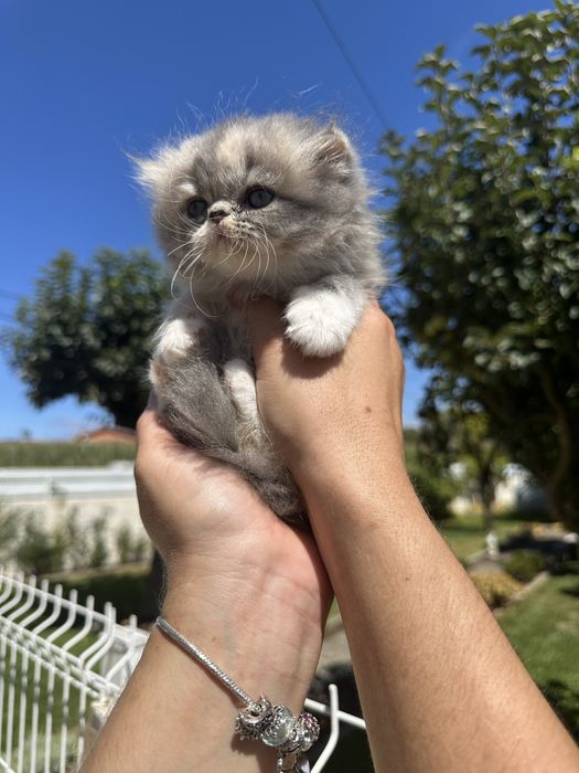 Gatinha Persa Cinza