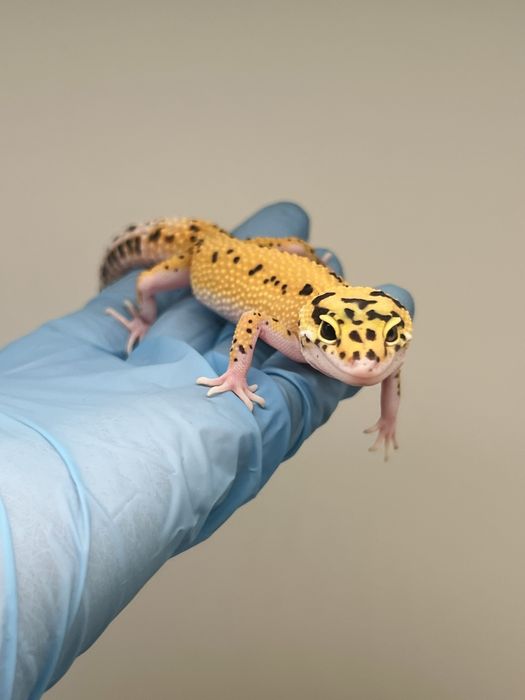 Gekon lamparci gekony lamparcie