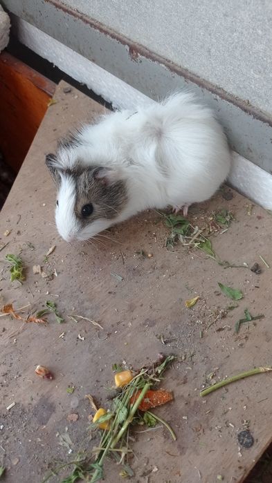 Свинки  морські і морські свини