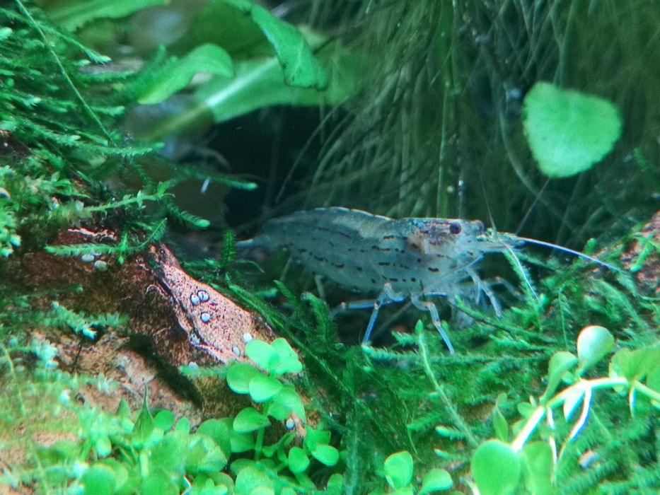 Camarões amano , caridina multidentada, japonica3 a 4 cm
