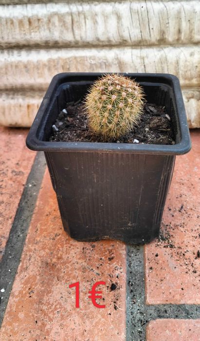 Catos Bola (género Echinopsis)