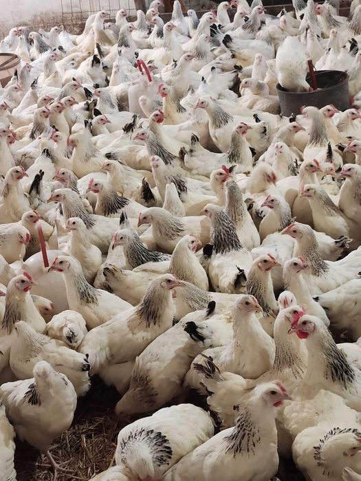 Kury Nioski z jajkiem ! Rosa Messa Tetra ISA Lohmann Sendi ! Dowóz !